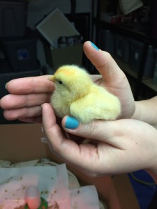 White leghorn or Buff Orpington