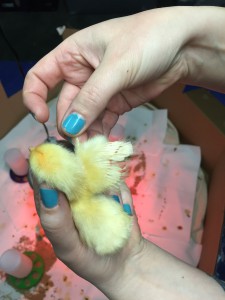 White leghorn or Buff Orpington