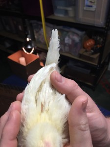 Leghorn tail feathers