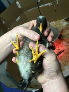 Barred Rock toes and belly down/feather transition