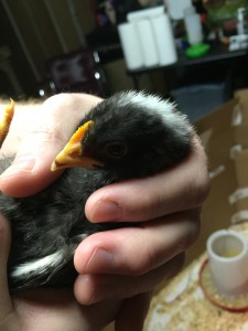 Barred Rock comb