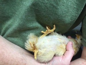 Granny's chicken calming method