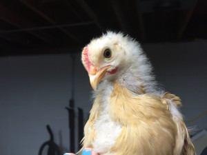 Rooster close up 