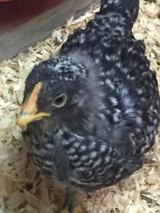 Barred Rock