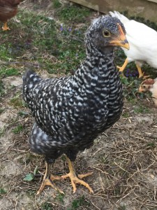 Barred Rock