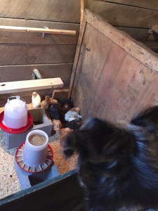 Joey greeting the chicks. 